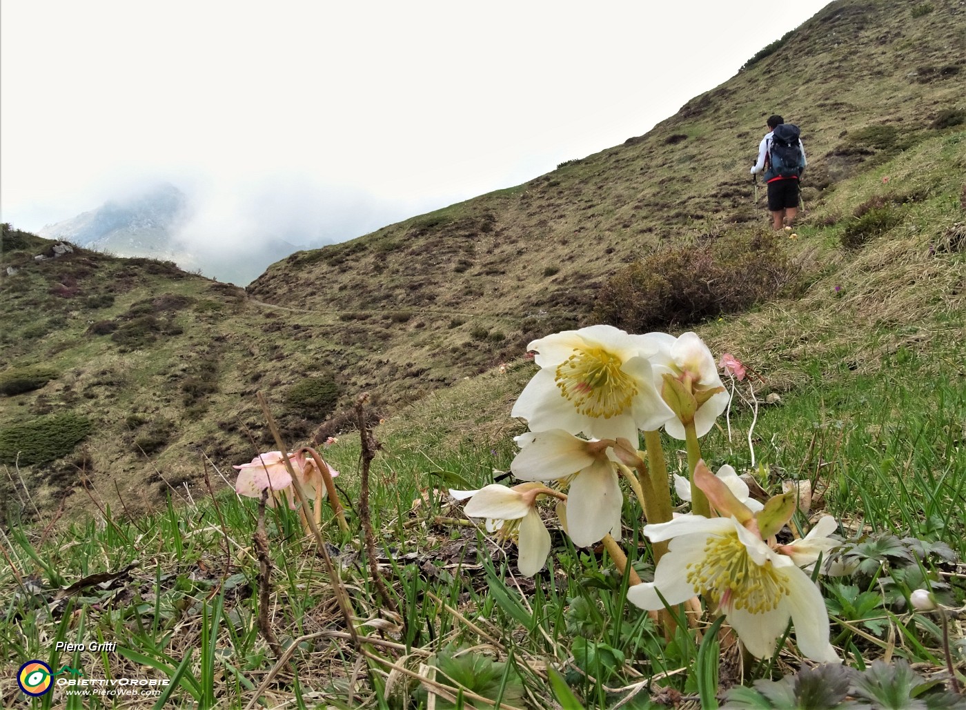 62 Ellebori (Helleborus niger)  in avanzata fioritura ancora in forma.JPG